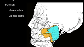 Parotid gland [upl. by Masson449]