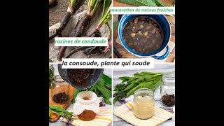 consoude Plante qui soude consolide et cicatrise les tissus la peau les muscles les os [upl. by Cahn]