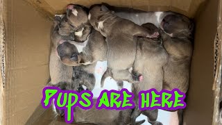 NIGHT 1 WHELPING MY POCKET BULLY PUPPIES [upl. by Kcam148]