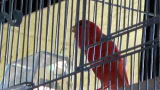 Red Factor Canary singing in a proper size flight habitat cage [upl. by Applegate]