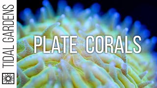 Plate Coral Care Tips  Fungia Cycloseris Diaseris Lithophyllon etc [upl. by Eldoree]