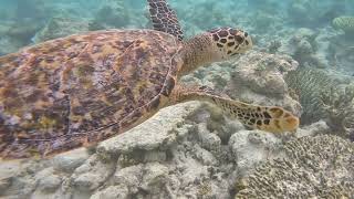 Kandolhu Maldives House Reef Snorkeling Turtle 23082024 [upl. by Martguerita]