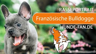 ► Französische Bulldogge 2018 Rasse Aussehen amp Charakter [upl. by Pride]