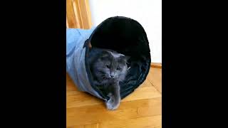 Play funny nebelung cat my cat cat sohrts [upl. by Renferd]