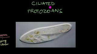 Protozoa  Biological Classification  Biology  Khan Academy [upl. by Saum]