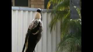 Magpie singingwhistling and mimicking human speech VERY SMART [upl. by Naras317]