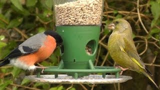 Bullfinch and Greenfinch on The Peckish Bird Feeder  Best Bird Feeders [upl. by Diarmid]