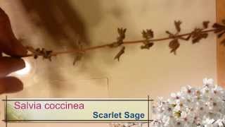 Salvia coccinea Texas sage Hummingbird sage seed [upl. by Aileahcim587]