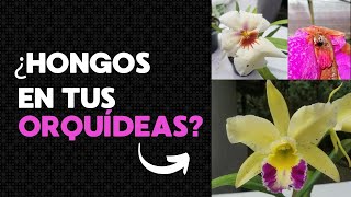 ¿Tienes manchas en las flores de tus orquídeas ¡Te enseñamos a combatirlos [upl. by Main319]