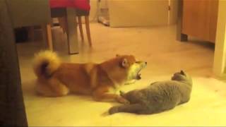 Dog Meows At Cat  Cat Not Impressed [upl. by Amitak]