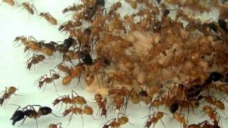 10 09 2013 Camponotus maculatus [upl. by Amoakuh]