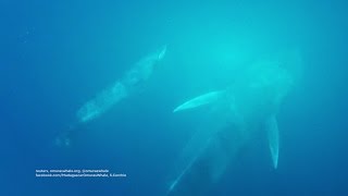 Omura Whales [upl. by Sugihara]