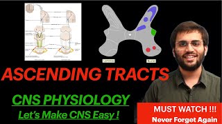 Neuroanatomy Ascending Tract CNS Physiology Spinothalamic Tract Spinal Cord Explanation  Mnemonic [upl. by Gordy]