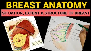 Pectoral region fasciae and Clavipectoral fascia Anatomy  Usmle mbbs and Neet pg [upl. by Materse]