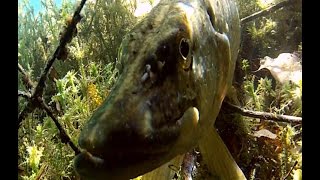 carpes brochet perches plongée du 08092016 au lac wühr bamboulé vidéo [upl. by Alak]