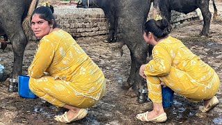 Buffalo Milking By Hand  How To Milk A Buffalo in Dairy Farm [upl. by Rednaskela811]