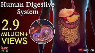 Learn About Human Digestive System  Animation Part 1 iKen  iKen Edu  iKen App [upl. by Bremser]