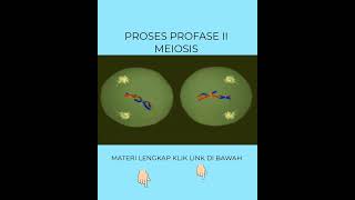 PROSES SELAMA PROFASE II PEMBELAHAN MEIOSIS ipa edukasi biologi faktaunik fakta ipas [upl. by Jemina357]