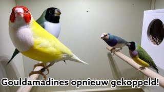 Gouldamadines opnieuw gekoppeld  Vogel 2023 [upl. by Icyaj]