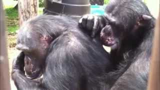 Killed Chimpanzee Arrest Operation Douala March 2009 [upl. by Swayne]