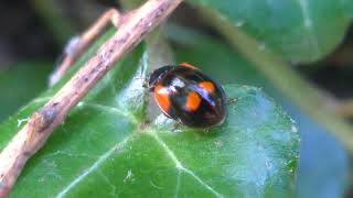 Adalia bipunctata ladybug black [upl. by Nisbet]