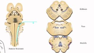 AXON Trigeminothalamic Pathway Pain amp Temperature from Face 7 of 9 [upl. by Nagaek]