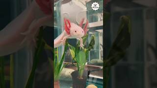 Axolotl Hakkında Bilmediğiniz İlginç Bilgiler  1 dakika 1 hayvan [upl. by Adolf]