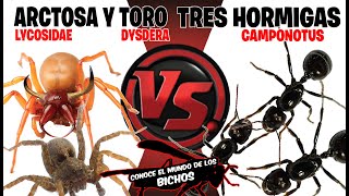 ARAÑA ARCTOSA Y ARAÑA TORO VS TRES HORMIGAS [upl. by Harts425]