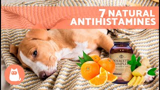 7 HOME REMEDIES for ALLERGIES in DOGS 🐶✅ Do These Natural Antihistamines Work [upl. by Maure]