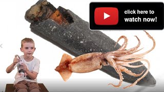 What is a Belemnite Rostrum Fossil [upl. by Rubliw]