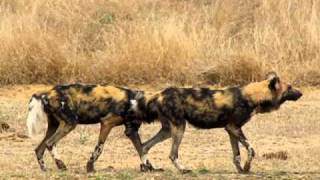 MalaMala  Wild Dogs mating [upl. by Aenea884]