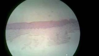 Oral Biology Practical Oral Biology II microscopic slides part 3 of 4 ankilym4v [upl. by Ahtoelc]