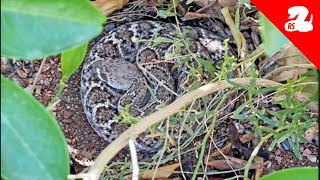 Rattlesnake Hides Under Womans Lemon Tree [upl. by Dougie]