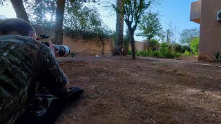 🇲🇦 Bird photography in extreme heat  Marrakesh Morocco 🇲🇦 [upl. by Barrada952]