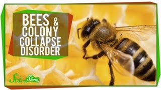 Whats Happening to Honey Bees [upl. by Kahle279]