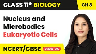 Nucleus and Microbodies  Eukaryotic Cells  Class 11 Biology Chapter 8  CBSE 202425 [upl. by Hurlee]