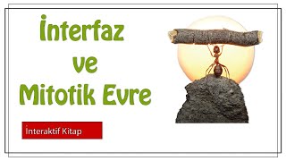 İnterfaz ve Mitotik Evre sayfa114 [upl. by Sej]