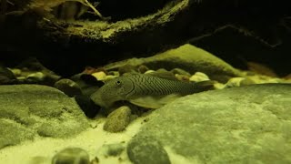 Pleco Bulldog  Chaetostoma joropo L 445 [upl. by Dannye]