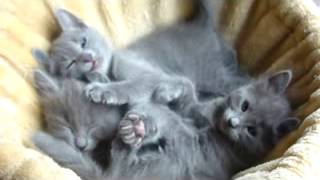 Nebelung and Russian Blue kittens 6 weeks old [upl. by Tal198]