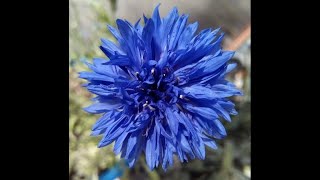 Cornflower  Bachelors Button TimeLapse–7 months in 1min 20sec [upl. by Ilka]