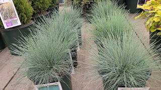 Festuca Elijah Blue  Cool as Ice Blue Fescue Gorgeous💙 EASY care Grasses for Sunny Sites [upl. by Natsrik]