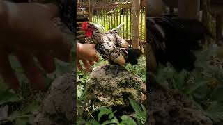 MY ADORABLE BANTAM😱😱 CHICKEN bantam fancychicken viralshortvideo fyp viralpost [upl. by Farmelo]