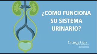 ¿Cómo Funciona Su Sistema Urinario  Urology Care Foundation [upl. by Eerized]