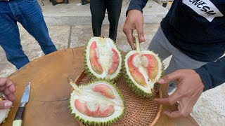 DITEMUKAN LAGI DURIAN MERAH DI LUMAJANG [upl. by Budde155]