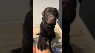 Working from home with a labrador retriever 😅 puppy labradorretriever labpuppy workfromhome ￼ [upl. by Pope]