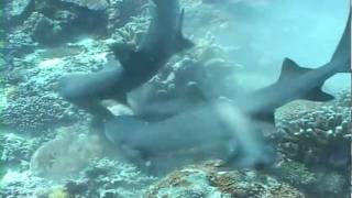 Crazy Shark Attack  Whitetip Reef Shark Vs Moray Eel [upl. by Ettenad]