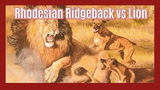 Ridgebacks vs Lions The True Story of LionHunting Dogs [upl. by Anitsrik509]