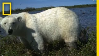 Polar Bear Predation  National Geographic [upl. by Pat]