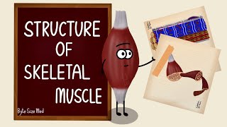 Structure of Skeletal Muscle  Skeletal Muscle Bands  Muscle Tissue  Nerve Muscle Physiology [upl. by Gereld784]