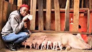 I started with just 2 pigs now I have over 70  Young Millionaire Pig Farmer [upl. by Rheingold]